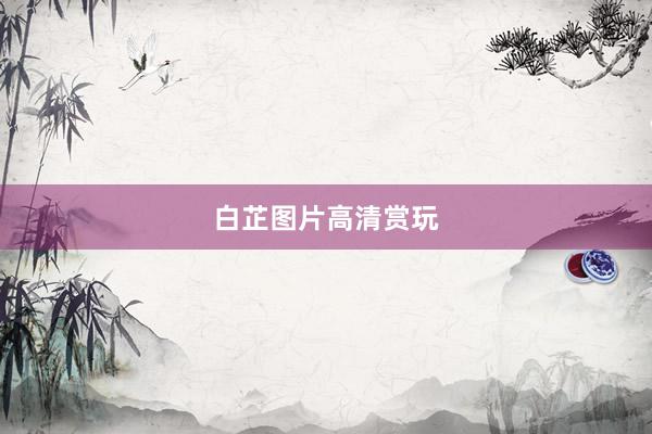 白芷图片高清赏玩
